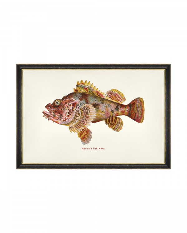 FISHES OF HAWAII - NOHU FISH Framed Art